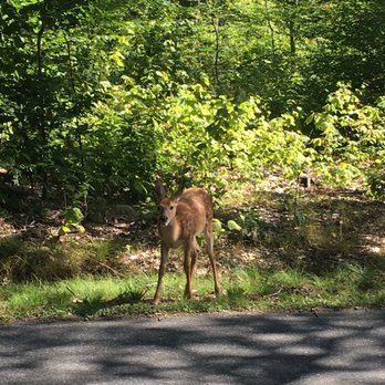 Killbear Provincial Park - Deer - Parks Near Me - Nobel, Ontario