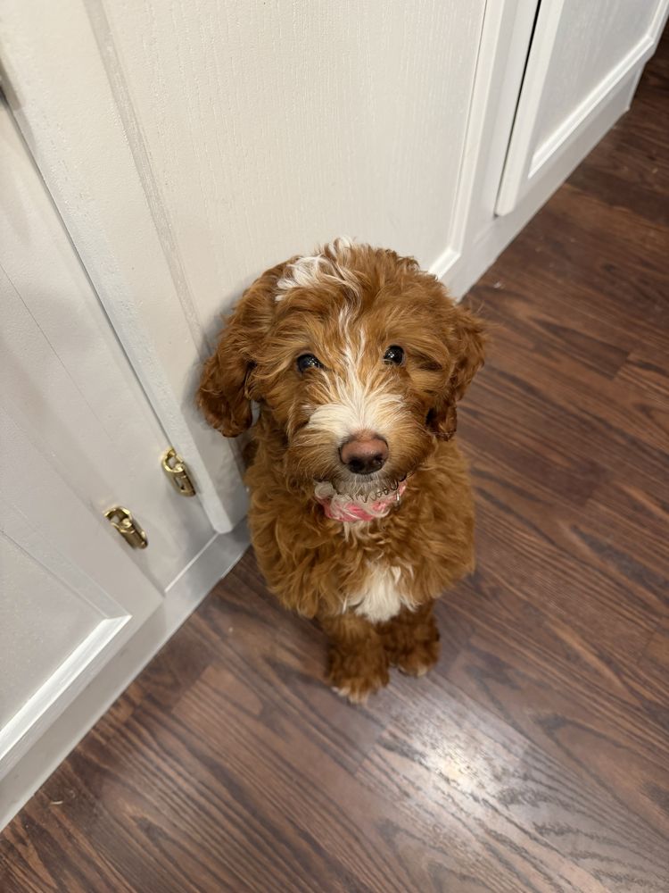 Madeline G Dog Training - pet boarding facility in Indianapolis, IN