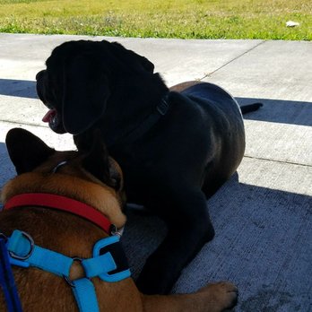 Lago Mar Dog Park - Dog Parks Near Me - Miami, Florida