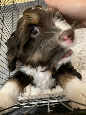 puppy store on dale mabry