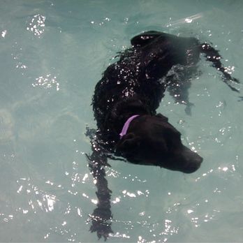 Suite Paws - Suite Paws has a pool on site for all dogs to enjoy! - Pet Sitting Near Me - Raleigh, North Carolina Suite Paws - Suite Paws has a pool on site for all dogs to enjoy! - Pet Sitting Near Me - Raleigh, North Carolina