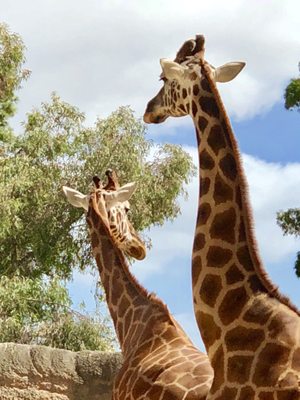 Adelaide Zoo by null