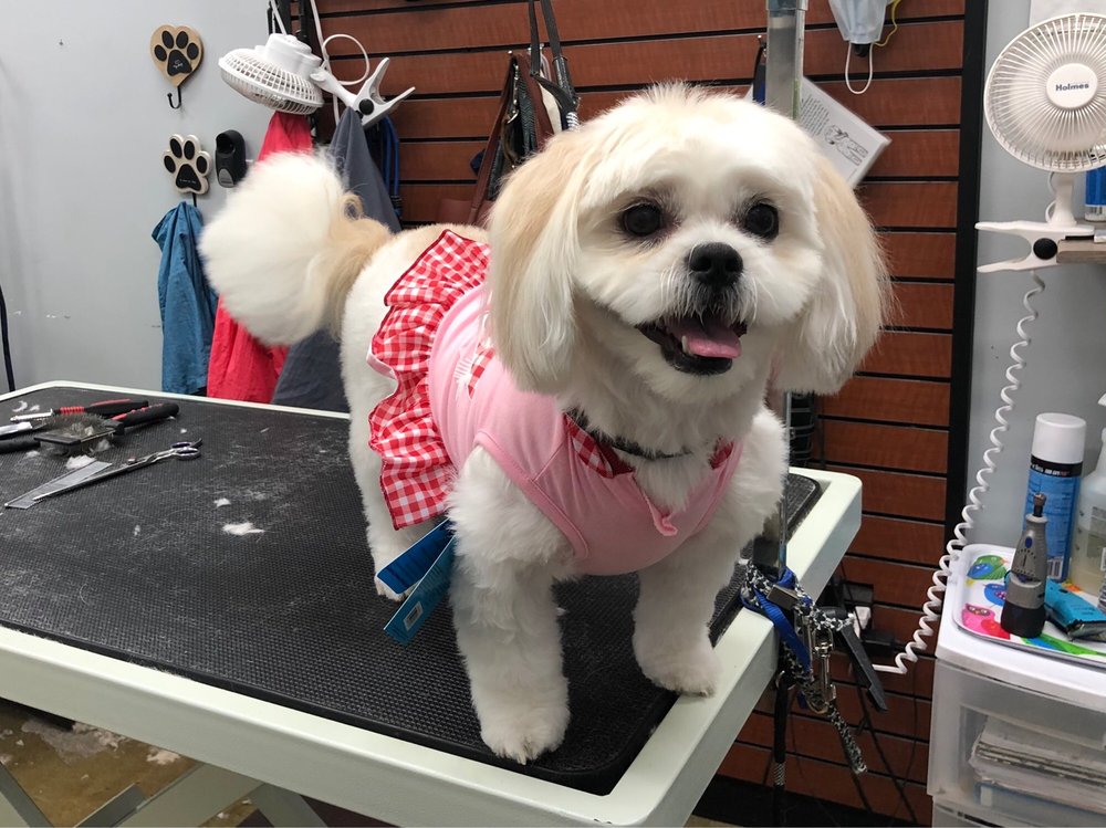 SUPER PET GROOMING SALON - Updated November 2024 - 15 Photos & 10