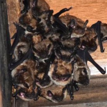 Fuzzy Bugs - Pest Control Near Me Fuzzy Bugs - Pest Control Near Me