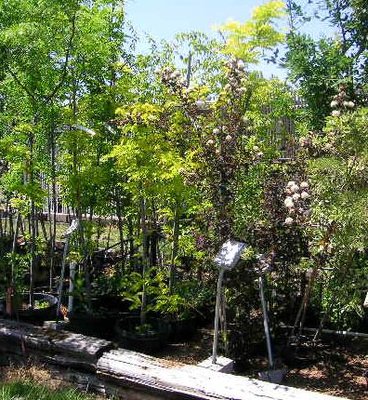 Plantscapes of Oregon by null