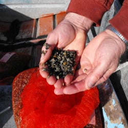 Buck Bay Shellfish Farm