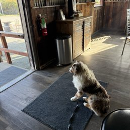 Here is my pup Riip being the official greeter. He loves it here. Here is my pup Riip being the official greeter. He loves it here.