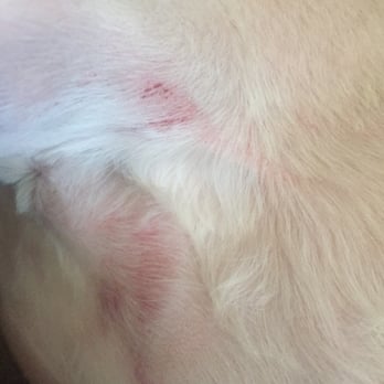 Paws Appeal Grooming - They don't look bad, but imagine having these on yourself; you would feel uncomfortable. - Pet Groomers Near Me - Lake Elsinore, California