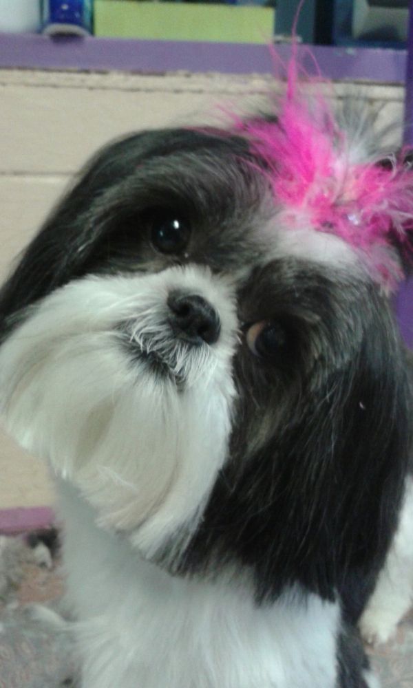 GROOMING BY LORI 111 Morris Rd, Schenectady, New York Pet Sitting