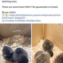 Hatchd Hatchery - The post they posted this morning massively price dropping.