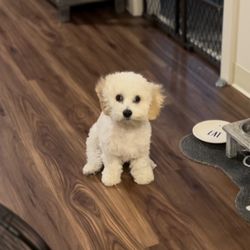 Furry Paws Pet Grooming