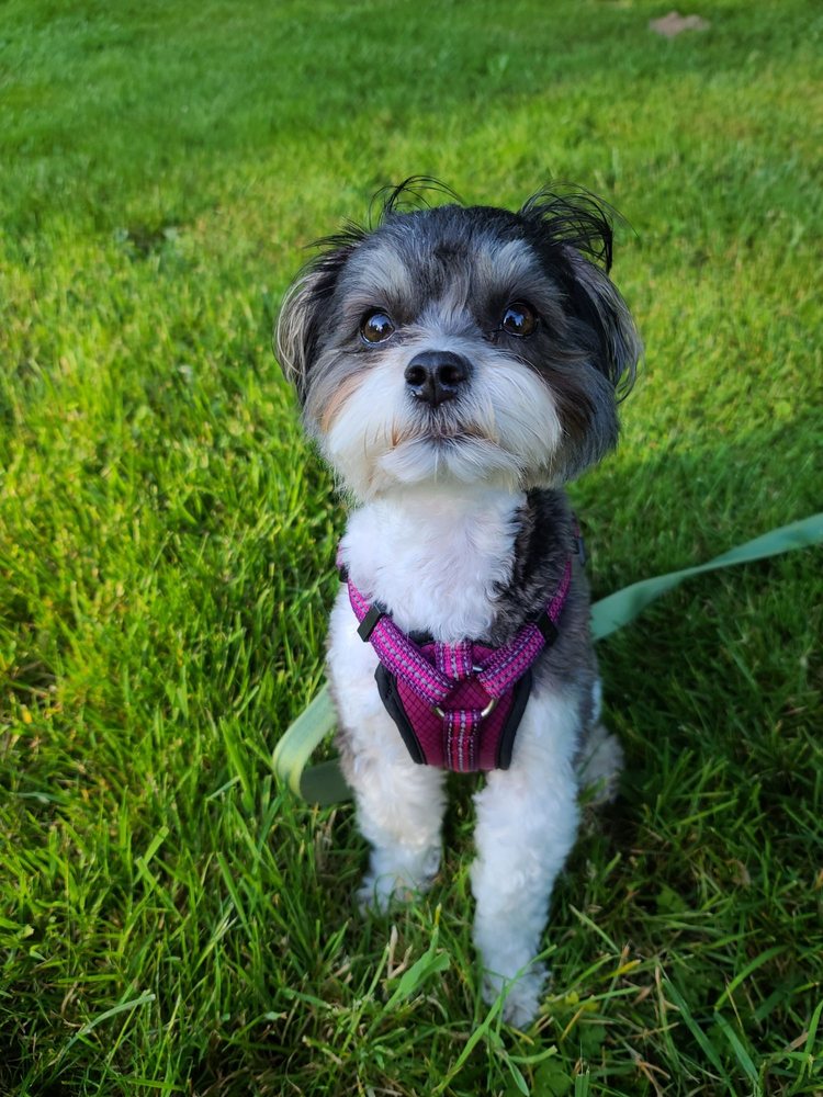 SUMMIT KENNELS Updated June 2024 30 Photos 4215 104th St E