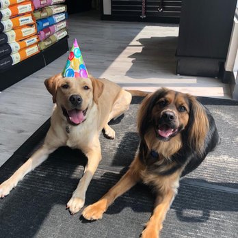 Tail Blazers - Lily and Benji - the store dogs celebrate Benji's birthday - Pet Stores Near Me - Mississauga, Ontario
