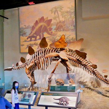 Field Museum - Dinosaur - Museums Near Me - Chicago, Illinois Field Museum - Dinosaur - Museums Near Me - Chicago, Illinois