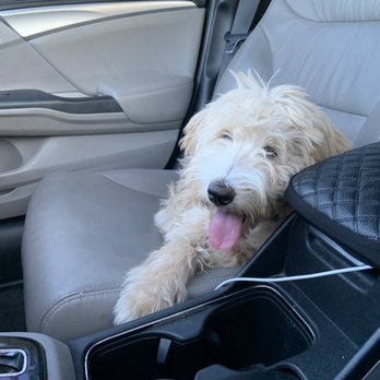 Groomingdales Pet Salon - Her on the way to the groomer - Pet Groomers Near Me - Tucson, Arizona
