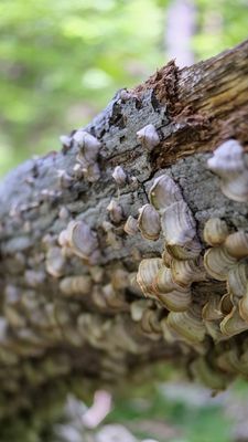 Oak Mountain State Park by null