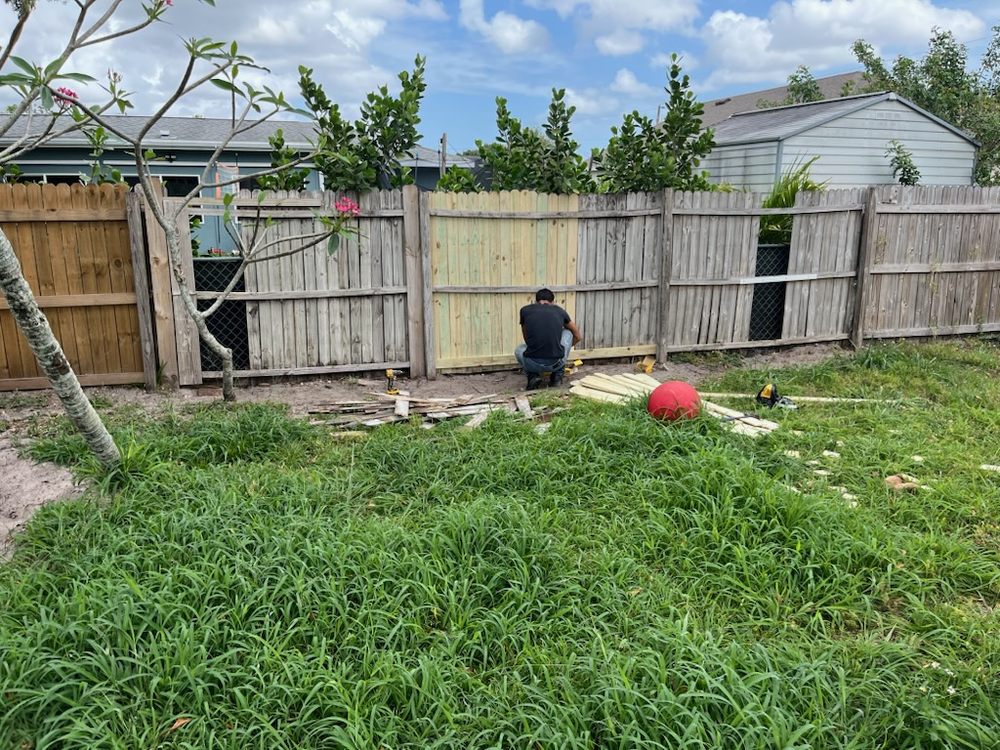 Slide of House Finch