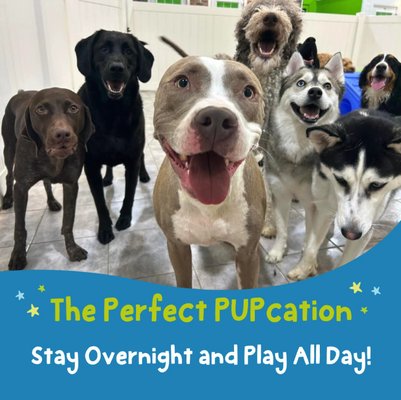 Dog Boarding - Our overnight dog boarding town homes and luxury suites are the PAWfect place for a night’s rest after a full day of play.
A pupcation wouldn’t really be a vacation without a little fun! Your pup’s stay begins with all-day play in our fully interactive doggy day care. Throughout the day, they'll engage in natural pack play with their specialized play group in our spacious play areas. Then, they'll retire to their private dog boarding suite or townhome to enjoy a good night’s rest. Dog Boarding - Our overnight dog boarding town homes and luxury suites are the PAWfect place for a night’s rest after a full day of play.
A pupcation wouldn’t really be a vacation without a little fun! Your pup’s stay begins with all-day play in our fully interactive doggy day care. Throughout the day, they'll engage in natural pack play with their specialized play group in our spacious play areas. Then, they'll retire to their private dog boarding suite or townhome to enjoy a good night’s rest.