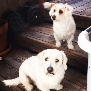 Dolly's House Cleaning - Hello we are Angel and Casper. - Home Cleaning Near Me Dolly's House Cleaning - Hello we are Angel and Casper. - Home Cleaning Near Me