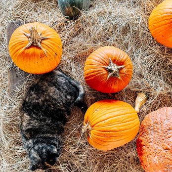 Showcase of Citrus - Barn cats - Attraction Farms Near Me - Clermont, Florida