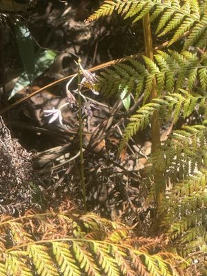 Bradleys Head Rd by null