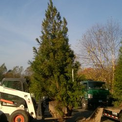 Northeast Horticultural Services - Planting large trees in Fairfield, CT