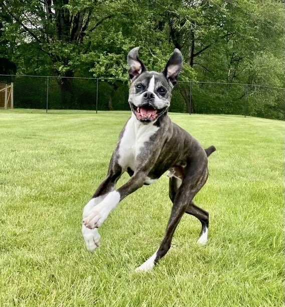 TRUPANION 147 Photos & 1040 Reviews 6100 4th Ave S, Seattle