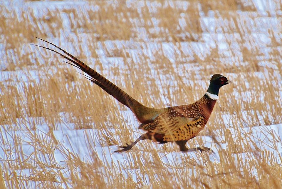 BIG SKY KENNELS Updated September 2024 47 Photos 101 Reeves Ct