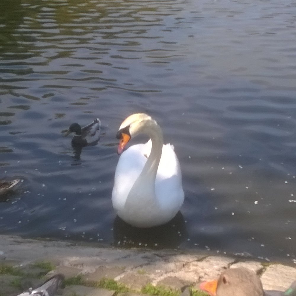 Victoria Park - Lots of types of birds - Parks Near Me - Belfast, BFS