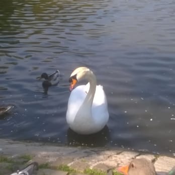 Victoria Park - Lots of types of birds - Parks Near Me - Belfast, BFS
