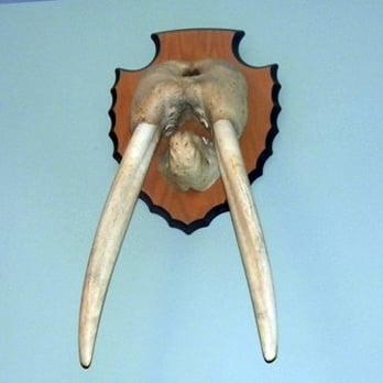 Justin Cole’s Down East Saloon - Walrus, it's what's for dinner! - Bars Near Me - Homer, Alaska