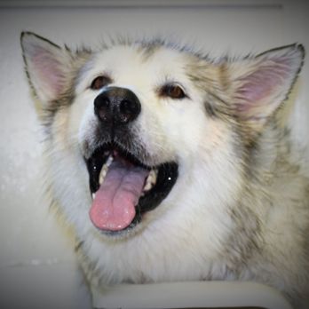 Ultimate Canine Care - Pet Training Near Me - Graham, North Carolina