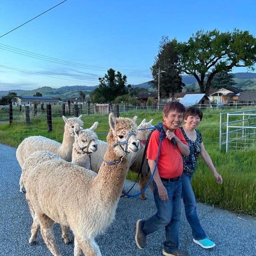 Back-to-Eden Ranch - Alpacas - Attraction Farms Near Me - Gilroy, California Back-to-Eden Ranch - Alpacas - Attraction Farms Near Me - Gilroy, California