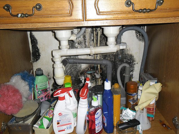 Mold Test Specialists - mold inspector in Littleton, NC