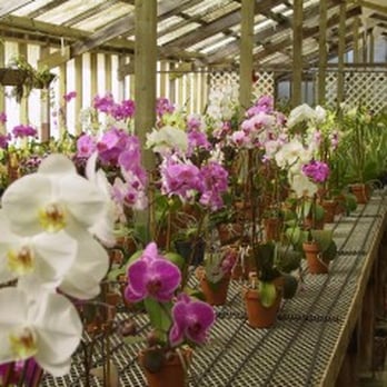 Shelldance Orchid Gardens - orchids in the greenhouse - Nurseries & Gardening Near Me - Pacifica, California