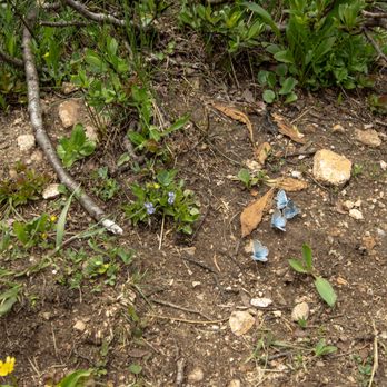 Crater Lakes - Common blue butterflies puddling! - Hiking Near Me - Rollinsville, Colorado