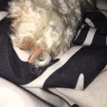 K9 Loft - Clearly see the difference in between the nail length, they cut it way too short. - Pet Groomers Near Me - Los Angeles, California