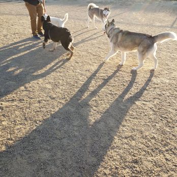 Lawler Ranch Park - Dogs playin - Parks Near Me - Suisun City, California