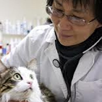 Susan Chew , DVM - Dr. Susan Chew, DVM - Veterinarians Near Me Susan Chew , DVM - Dr. Susan Chew, DVM - Veterinarians Near Me
