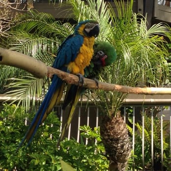 Humphreys Half Moon Inn - The parrots over by the pool. - San Diego, CA