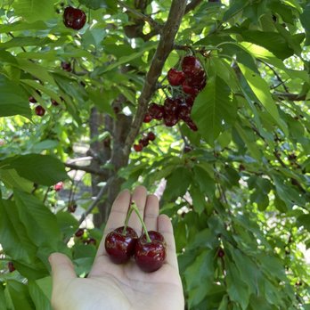 Diablo Cherries - Pick Your Own Farms Near Me - Brentwood, California