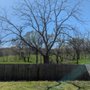 Photo of Raines Tree Care