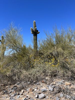 Gateway Trailhead - McDowell Sonoran Preserve by null