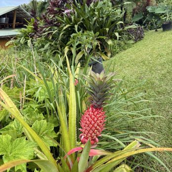 Hana Farms - Attraction Farms Near Me - Hana, Hawaii