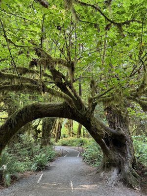 Hoh Rain Forest by null