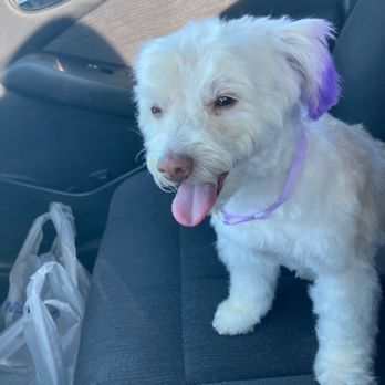 Doggy Stylez - Pet Groomers Near Me - Tucson, Arizona Doggy Stylez - Pet Groomers Near Me - Tucson, Arizona