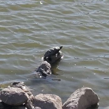 Hidden Lake Park - Turtle - Local Flavor Near Me - Milpitas, California Hidden Lake Park - Turtle - Local Flavor Near Me - Milpitas, California