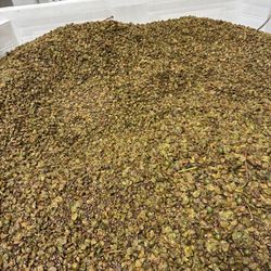 Albariño after it was pressed!