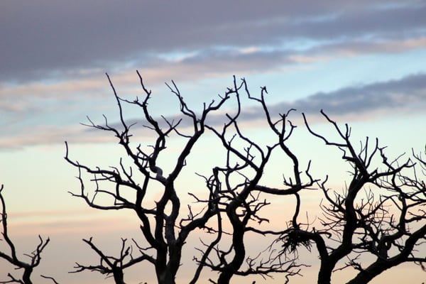 South Rim Trail by null