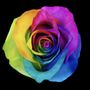 Photo of AC Wholesale Flowers